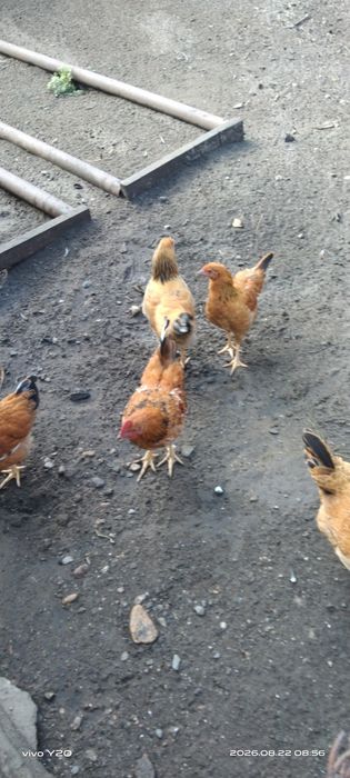 Продам молодых куриц и петухов
