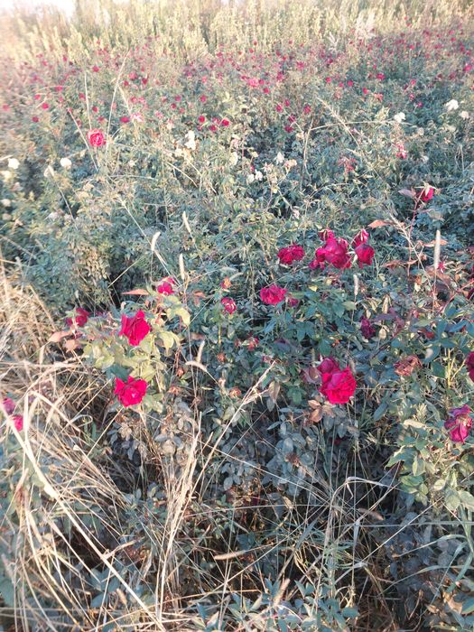 Индейский сирен сирейский сирен ва роза мини роза кучатлари