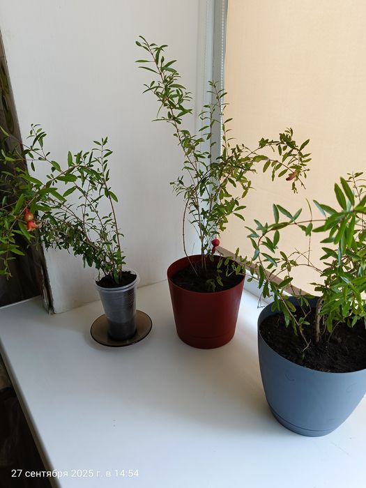 Продам комнатный гранат