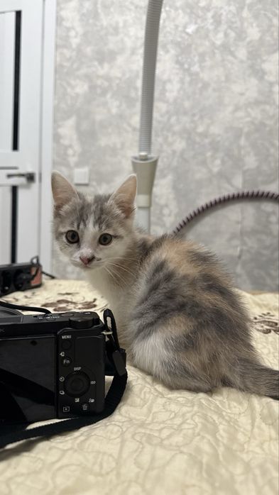 Котенок в ответственные  руки