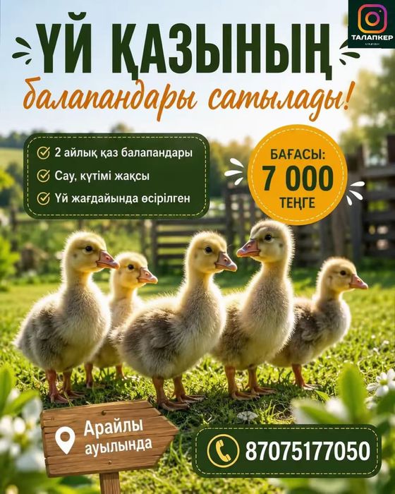 Гусята домашних гусей