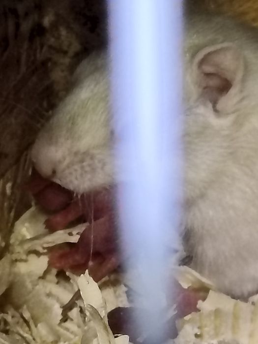 Vînd veverițe siberiene albe și maro , frumoase și jucăușe .