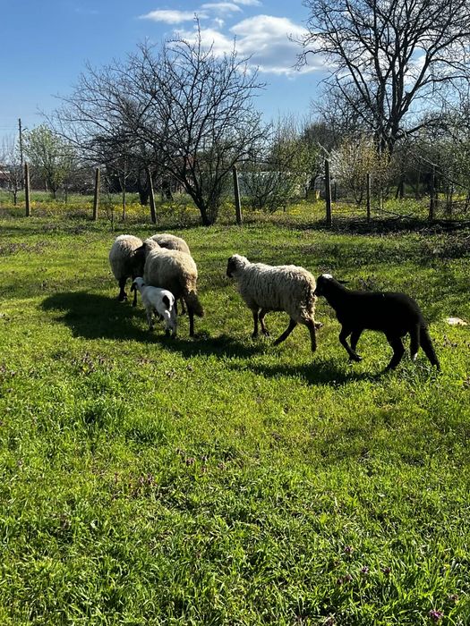 Свободни три овце и едно шиле и две агнета едната овца е бременна намират се област ямбол тел 0976932984