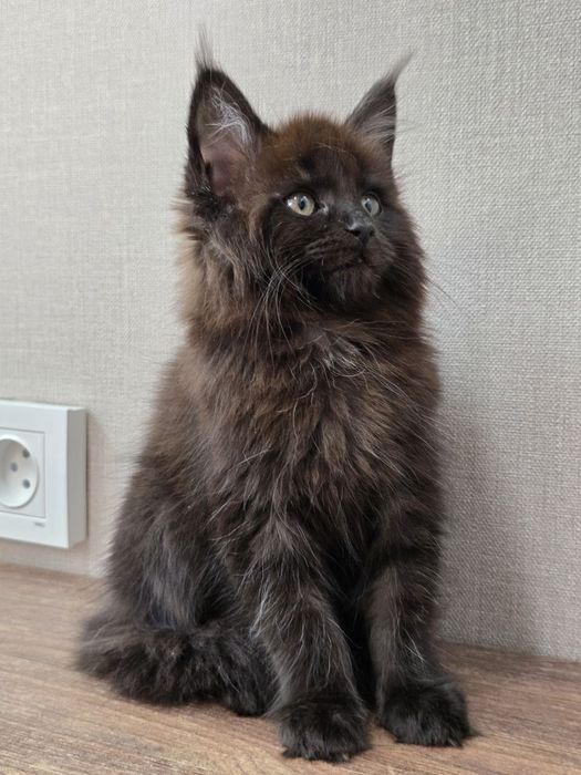 Мейн-кун девочка