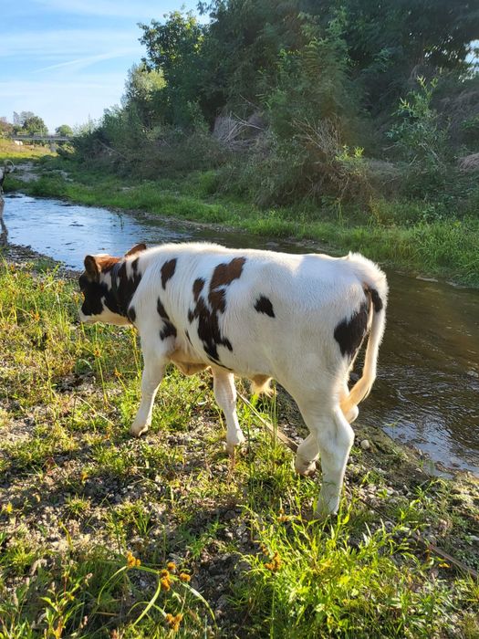Vând vacă tânără vârstă 2 ani și 8 luni