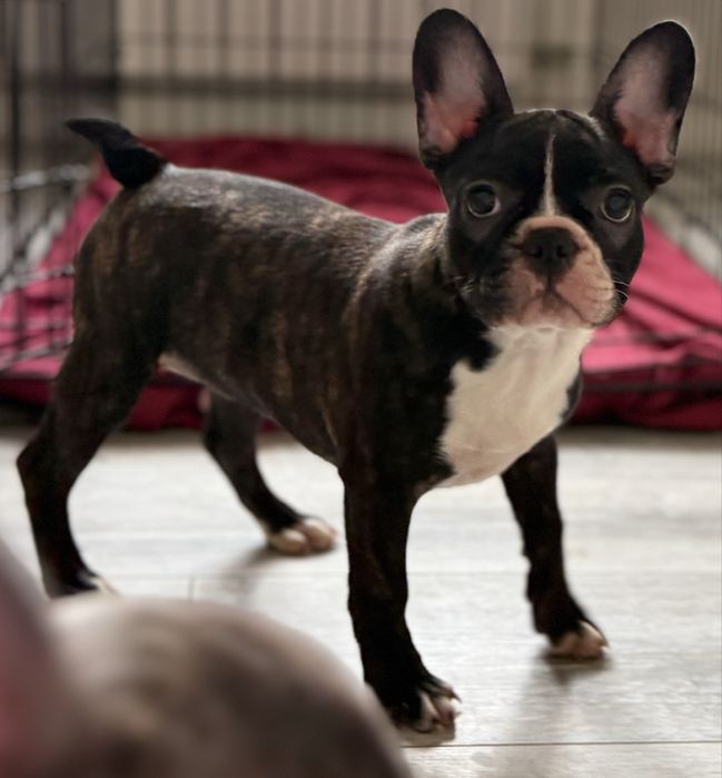 Девочка французского бульдога