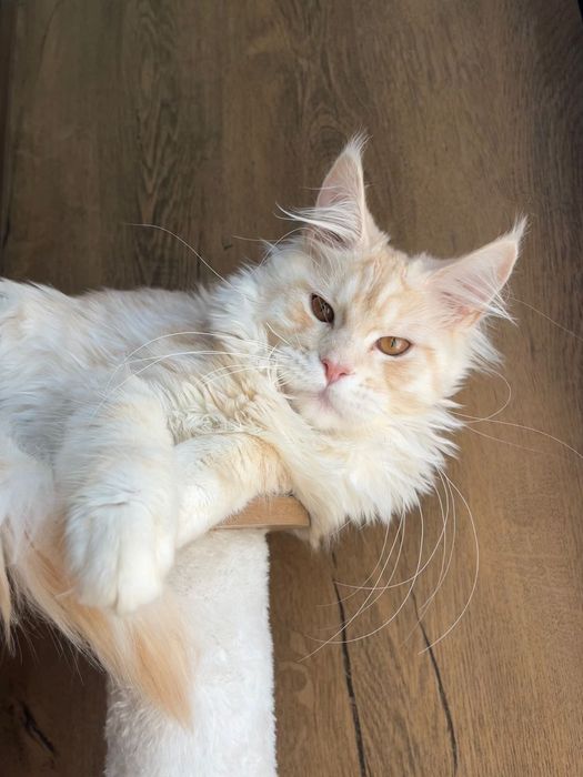 Baietel Maine Coon PEDIGREE Felisa