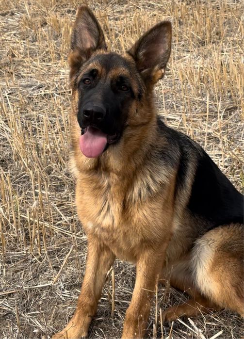 Femeluta Ciobanesc German cu Pedigree de elită