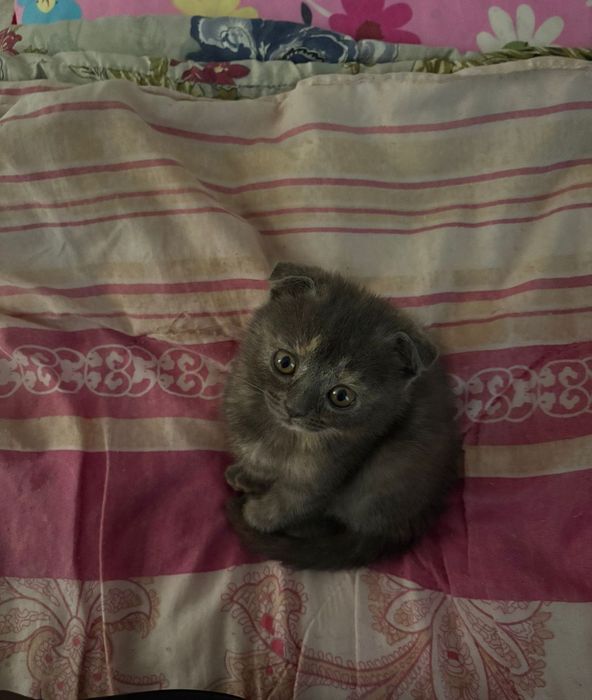 Шотландский котенок
