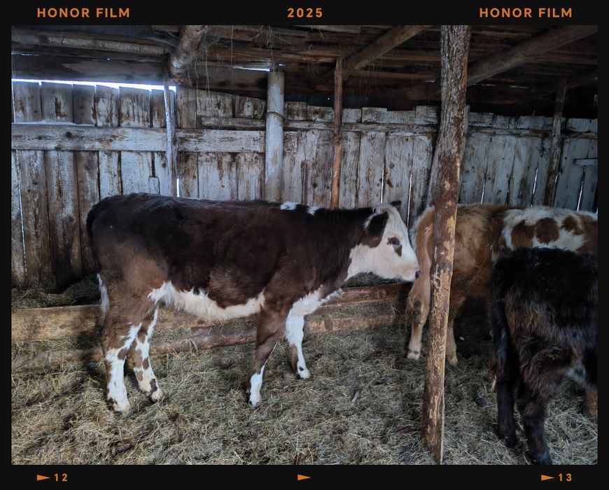 Продам телят телочек 2 штуки 10 месячных и 1 бычка 10 месячного и 1 те