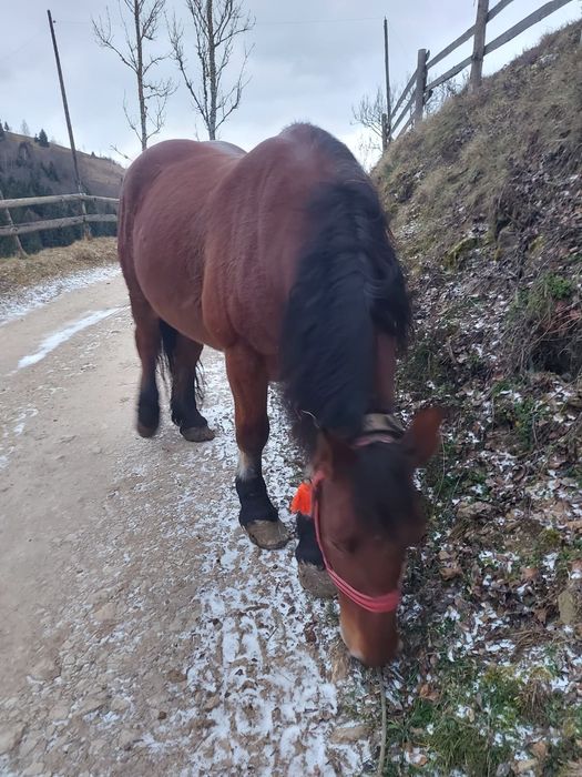 Iapă gestantă  de vinzare