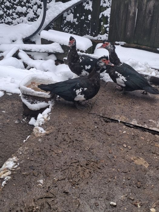 Vând rațe mute in Craiova