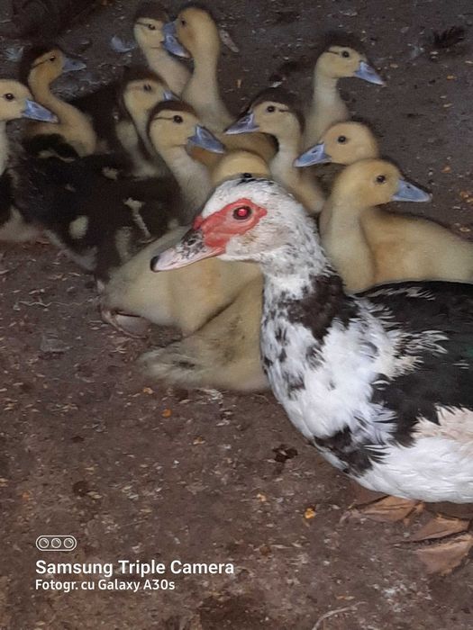 Rățuște  lesesti  3 săptămânii