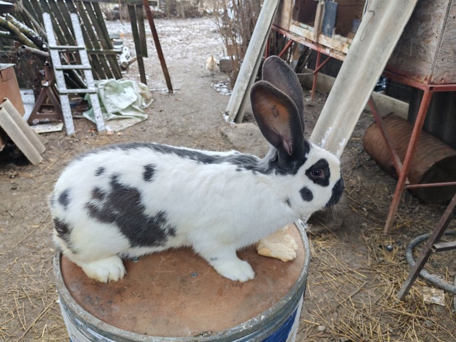 Mascul fluture pestriț pe albastru