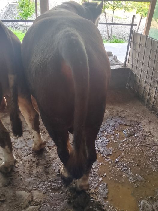 Парода моллар сотилади 45 дан