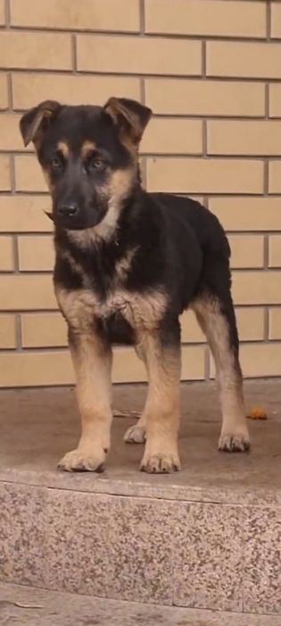 Те самые овчарки которые вас очень сильно ждут