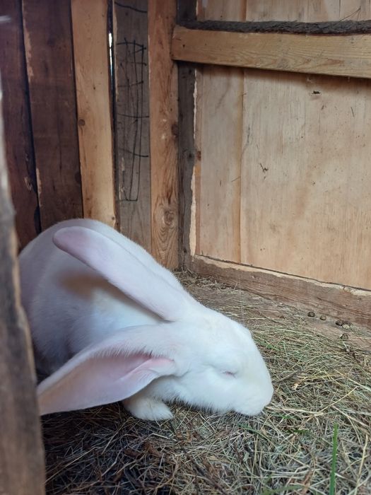 3 девочки .3 месяца- за 10000