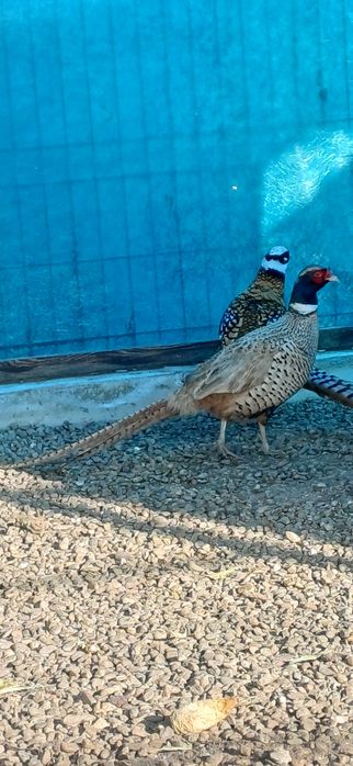 Mascul fazan regal de un an