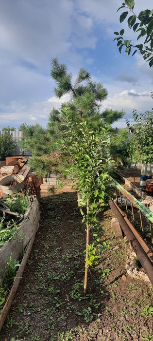 Продам дачный участок 6 соток
