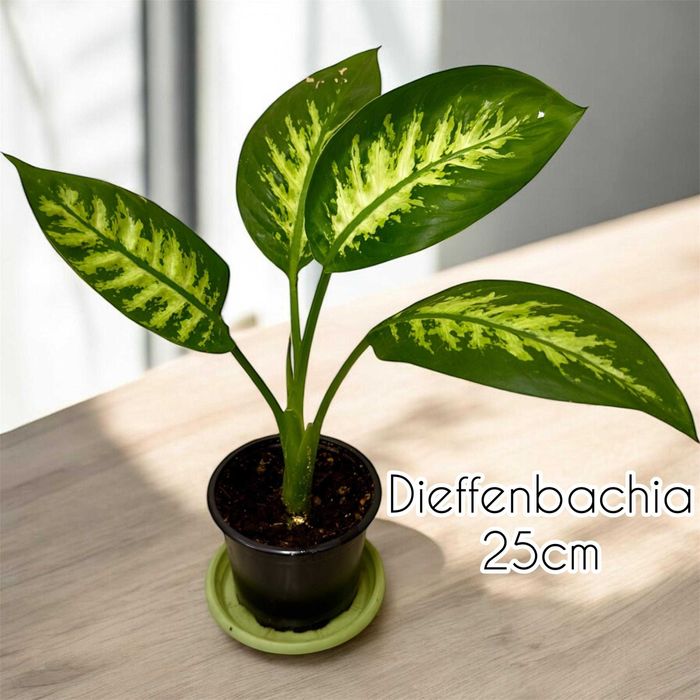 Plante ornamentale de apartament