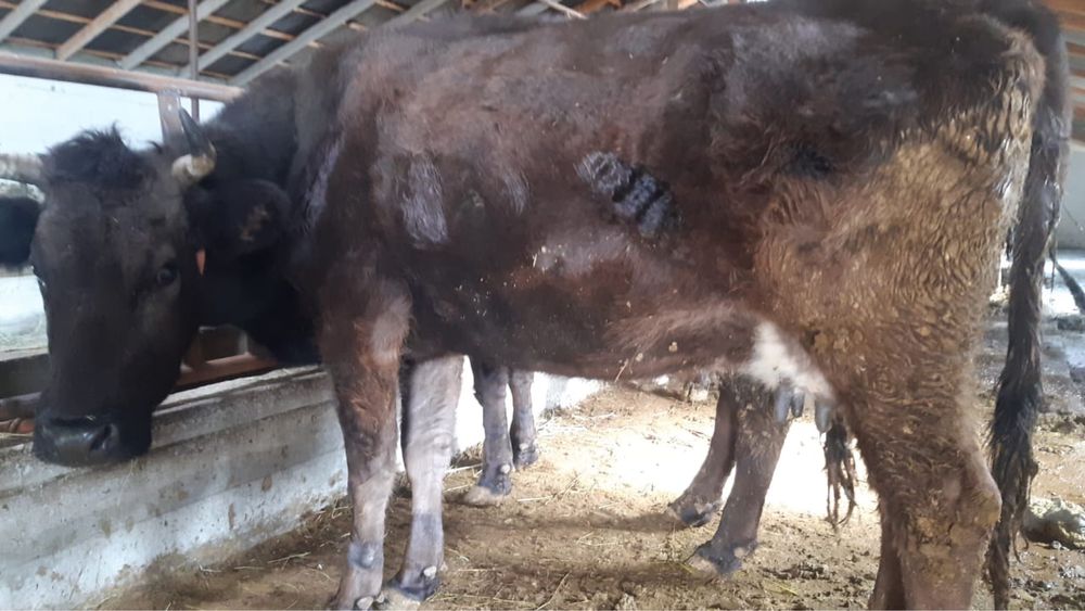 Сиырлар сатылады - ірі қара мал