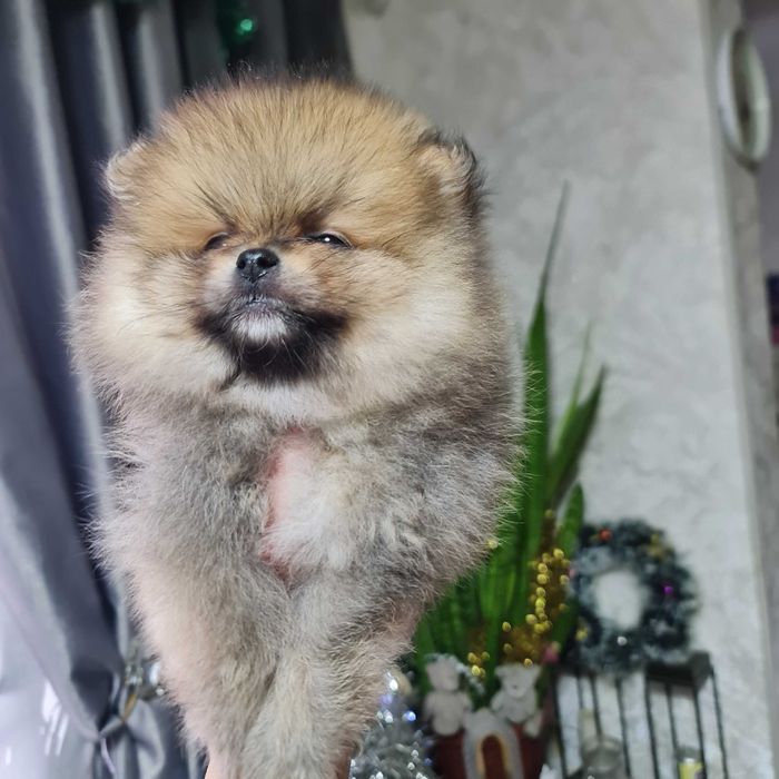 Померанский миник шпиц