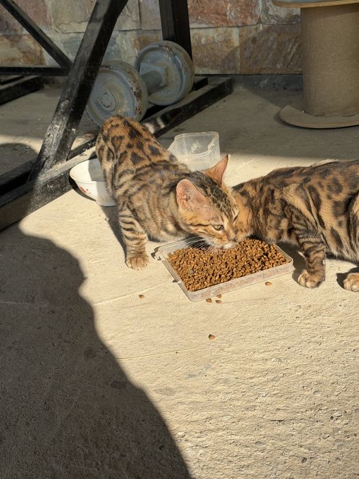 Бенгал мушуги срочна сотилади