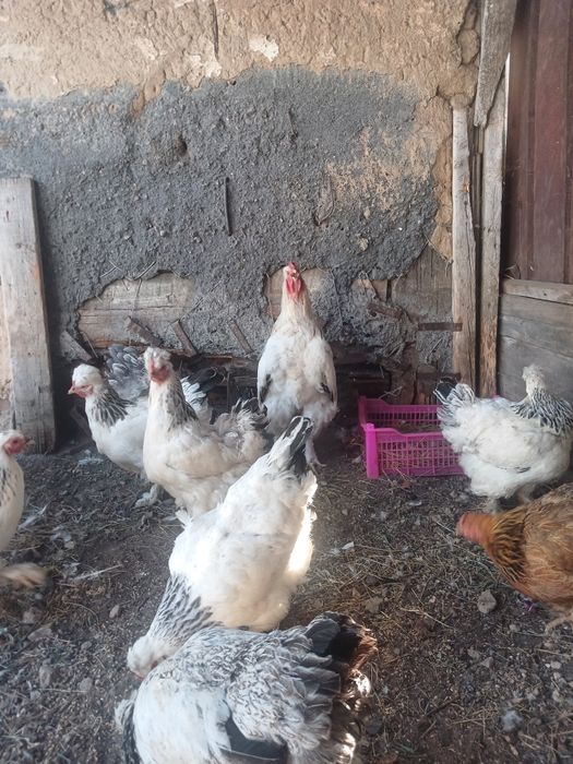 Продам курей брама