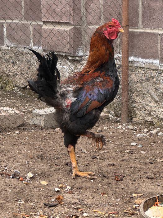 Петух, 10 месцев