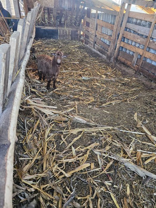 Oi si capre de vanzare