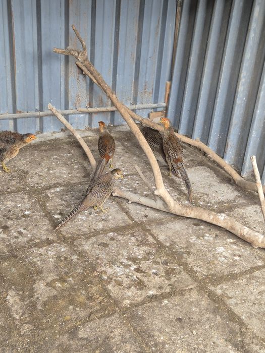 Червено зланти фазани