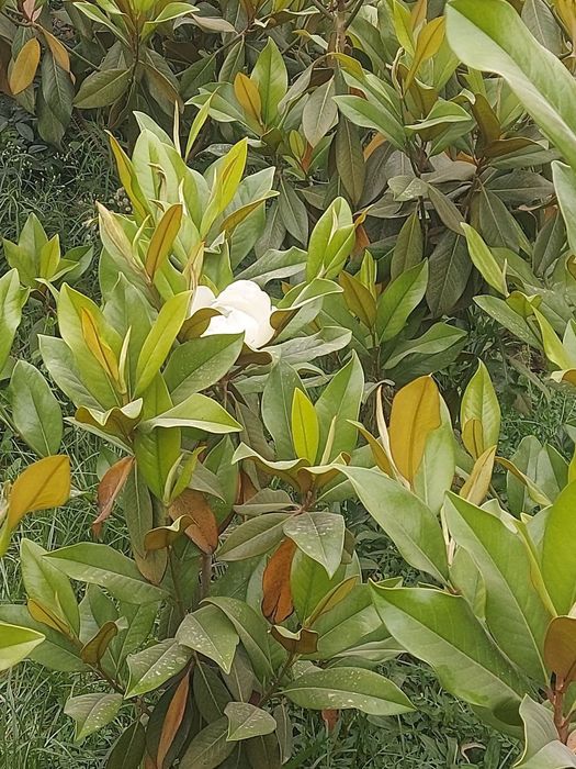 Магнолия гландифлора итальянский