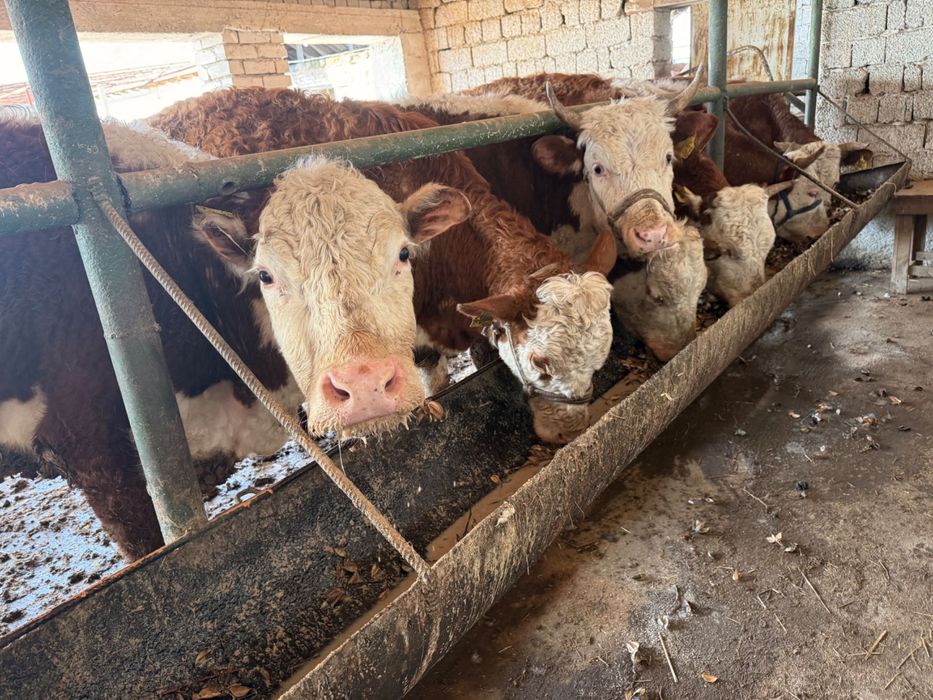 Sigir sotiladi qora mol chorva