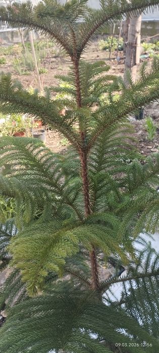 Ёлка Араукария свежий