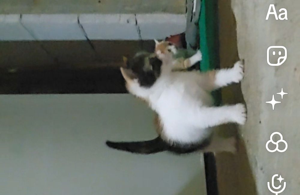 Pisici mici de adoptat