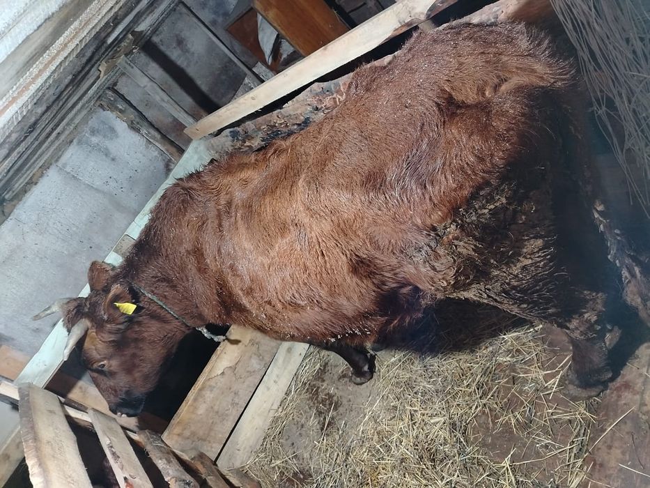 Продам.   корову