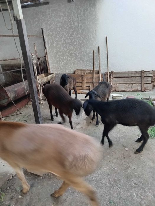 Арашан Кучкор сотилади