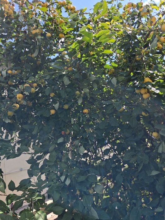 Продам частный дом