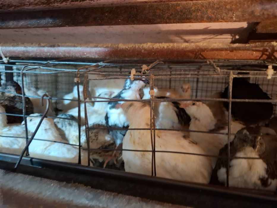 Oua de prepelițe și pui de prepelițe