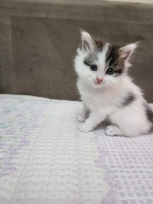 Продам домашних котят