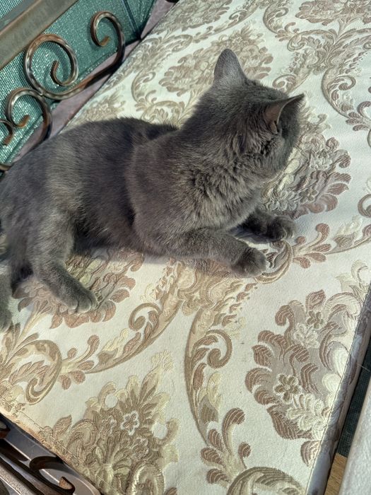 Отдам кошку в хорошие руки.