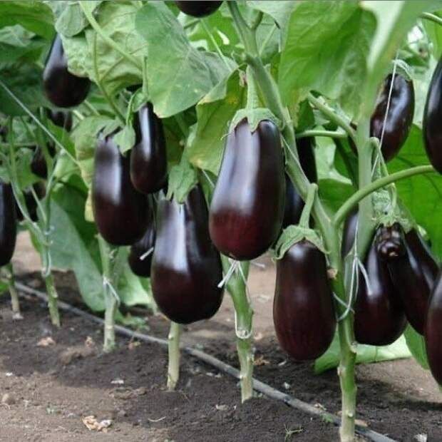 Продам баклажаны домашние