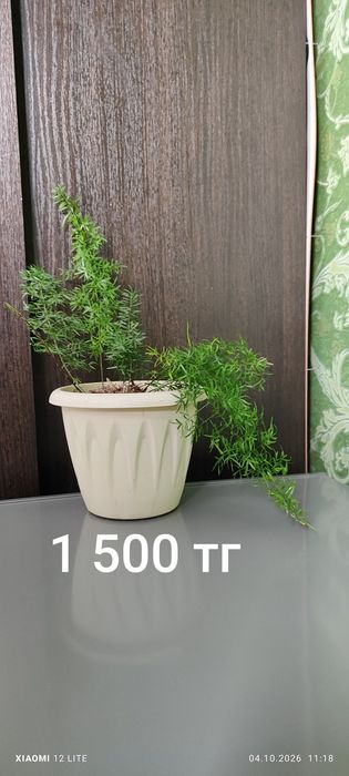 Комнатные растения
