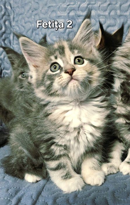 Maine Coon linie uriasi felisa pedigree