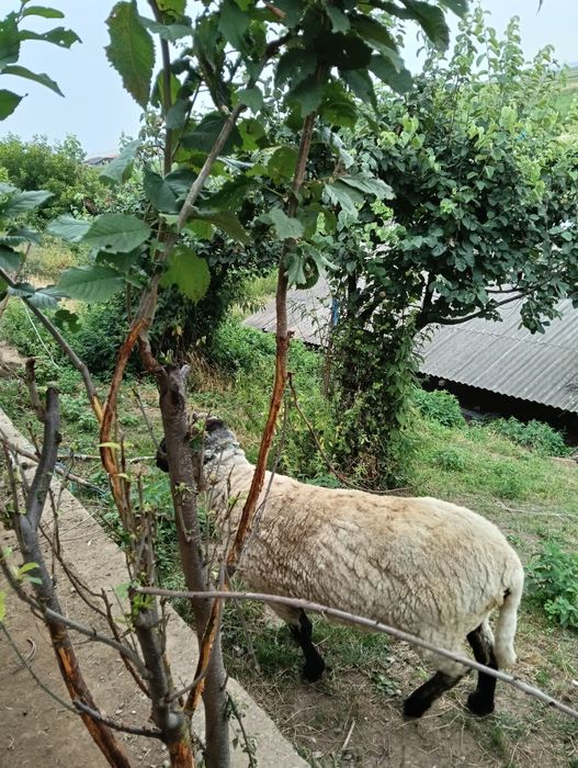 Berbec doi anii.