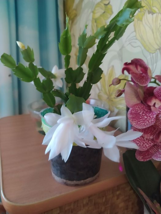 Продам цветок декабрист.