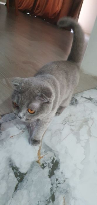 Британская вислоухая кошечка