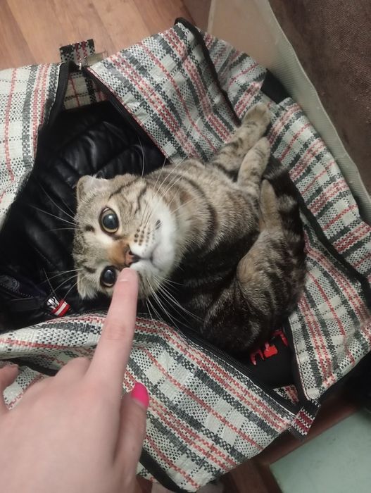 Породистые котята, бронь