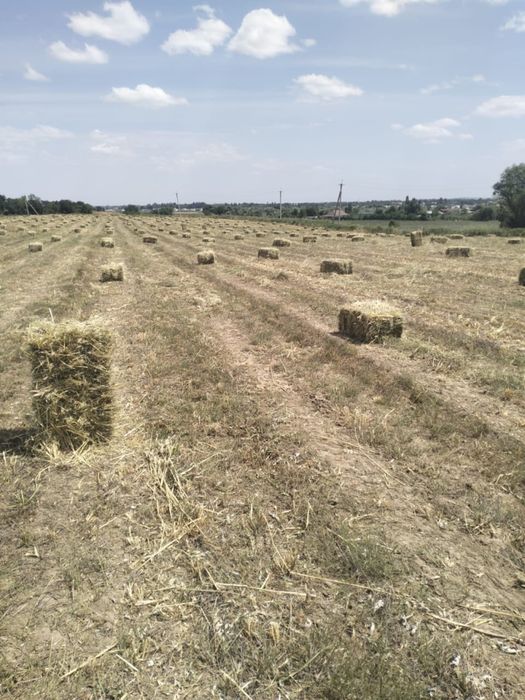 Сено разнотравье