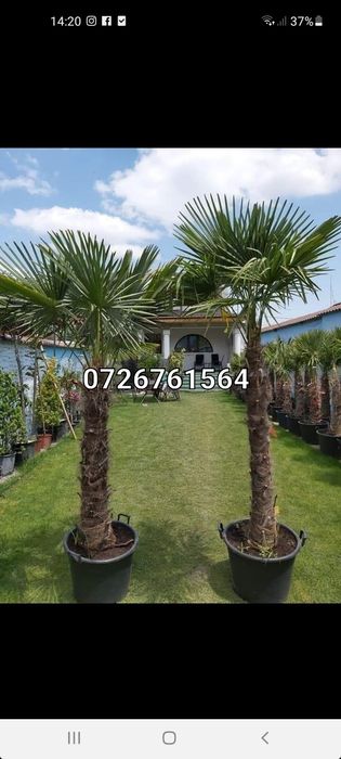 Plante ornamentale  / Amenajări grădini